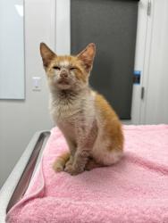 Shelter Stray Male Cat last seen Ewing AveKansas City, MO 64126, 64126, MO, 7077 Elmwood Ave, Kansas City, MO 64132, USA