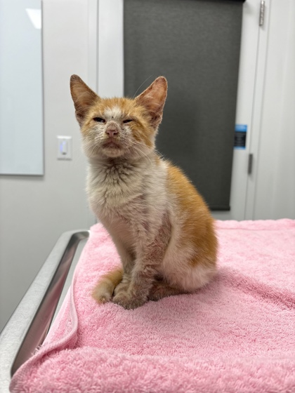 Shelter Stray Male Cat last seen Ewing AveKansas City, MO 64126, 64126, MO, 7077 Elmwood Ave, Kansas City, MO 64132, USA