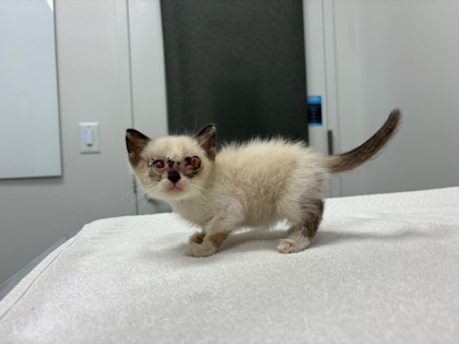 Shelter Stray Male Cat last seen Near Newton Ave, 64138, 64138, MO, 7077 Elmwood Ave, Kansas City, MO 64132, USA