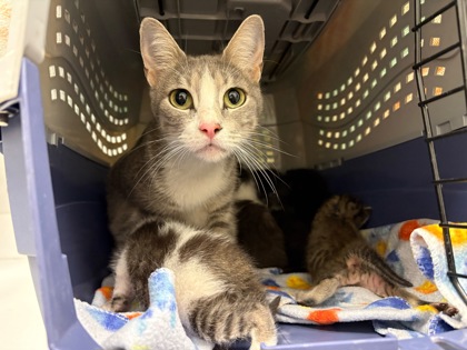 Shelter Stray Female Cat last seen E 68th StKansas City, MO 64132, 64132, MO, 7077 Elmwood Ave, Kansas City, MO 64132, USA