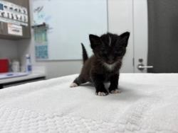 Shelter Stray Male Cat last seen E 68th StKansas City, MO 64132, 64132, MO, 7077 Elmwood Ave, Kansas City, MO 64132, USA