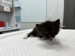 Shelter Stray Female Cat last seen E 68th StKansas City, MO 64132, 64132, MO, 7077 Elmwood Ave, Kansas City, MO 64132, USA