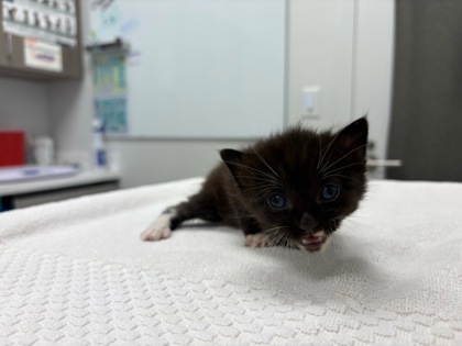 Shelter Stray Female Cat last seen E 68th StKansas City, MO 64132, 64132, MO, 7077 Elmwood Ave, Kansas City, MO 64132, USA