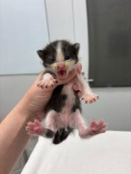 Shelter Stray Male Cat last seen E 68th StKansas City, MO 64132, 64132, MO, 7077 Elmwood Ave, Kansas City, MO 64132, USA