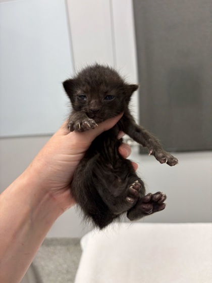 Shelter Stray Female Cat last seen E 68th StKansas City, MO 64132, 64132, MO, 7077 Elmwood Ave, Kansas City, MO 64132, USA