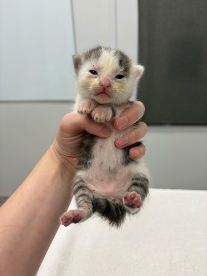 Shelter Stray Male Cat last seen E 68th StKansas City, MO 64132, 64132, MO, 7077 Elmwood Ave, Kansas City, MO 64132, USA