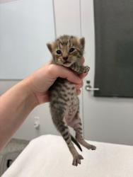 Shelter Stray Female Cat last seen E 68th StKansas City, MO 64132, 64132, MO, 7077 Elmwood Ave, Kansas City, MO 64132, USA