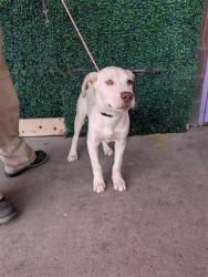 Shelter Stray Male Dog last seen Near Maureen Circle, CITY of El Paso, TX, 5001 Fred Wilson Ave, El Paso, TX 79906, USA