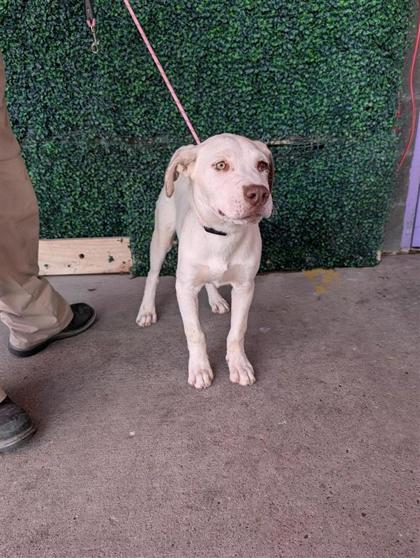 Shelter Stray Male Dog last seen Near Maureen Circle, CITY of El Paso, TX, 5001 Fred Wilson Ave, El Paso, TX 79906, USA