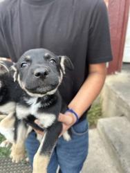 Shelter Stray Female Dog last seen Near HARDY ST, North District,, 355 Hillshire Dr, Haslet, TX 76052, USA