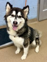 Shelter Stray Female Dog last seen Near Northeast Expy NE Dept 5203, 30341, GA, 3280 Chamblee Dunwoody Rd, Chamblee, GA 30341, USA