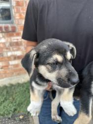 Shelter Stray Female Dog last seen Near HARDY ST, North District,, 355 Hillshire Dr, Haslet, TX 76052, USA
