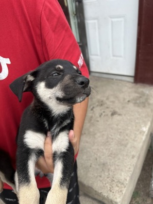 Shelter Stray Female Dog last seen Near HARDY ST, North District,, 355 Hillshire Dr, Haslet, TX 76052, USA