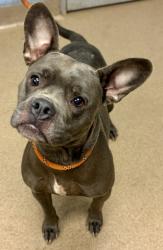 Shelter Stray Female Dog last seen , 30032, GA, 3280 Chamblee Dunwoody Rd, Chamblee, GA 30341, USA
