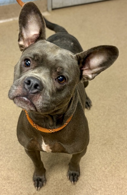 Shelter Stray Female Dog last seen , 30032, GA, 3280 Chamblee Dunwoody Rd, Chamblee, GA 30341, USA