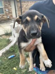 Shelter Stray Female Dog last seen Near HARDY ST, North District,, 355 Hillshire Dr, Haslet, TX 76052, USA