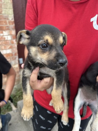 Shelter Stray Male Dog last seen Near HARDY ST, North District,, 355 Hillshire Dr, Haslet, TX 76052, USA