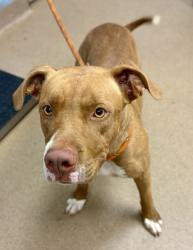 Shelter Stray Female Dog last seen , 30341, GA, 3280 Chamblee Dunwoody Rd, Chamblee, GA 30341, USA