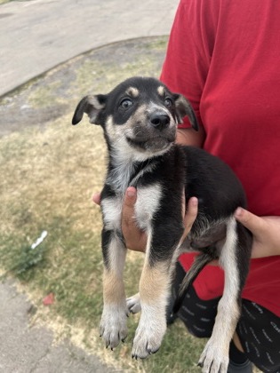 Shelter Stray Male Dog last seen Near HARDY ST, North District,, 355 Hillshire Dr, Haslet, TX 76052, USA