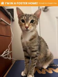 Shelter Stray Female Cat last seen Near Glen Falls Ave, 21206, MD, 2490 Giles Rd, Baltimore, MD 21225, USA