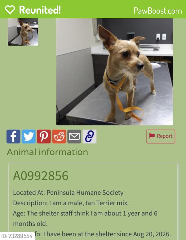 Reunited Male Dog last seen Belmont Caltrain Station, El Camino and Ralston Ave Belmont, Belmont, CA 94002