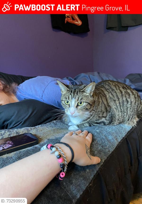 Lost Female Cat last seen Reinking and Damisch Road, near Milk hse and Gather, Pingree Grove, IL 60140