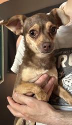 Reunited Male Dog last seen Corner of Amboy drive and Gazelle drive, Las Vegas, NV 89108