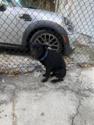 Reunited Male Dog last seen Near north federal hwy 33020, Hollywood, FL 33020