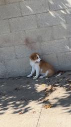 Lost Female Dog last seen Fruitvale & krebs st, Bakersfield, CA 93308