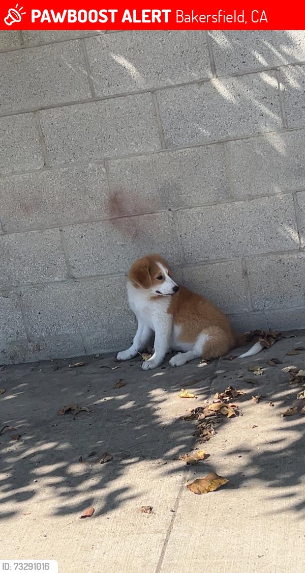 Lost Female Dog last seen Fruitvale & krebs st, Bakersfield, CA 93308