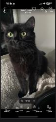 Reunited Female Cat last seen Dorothy and Raymond, Fullerton, CA 92831