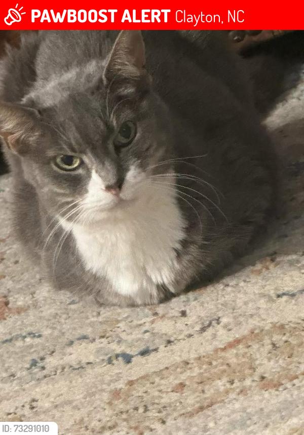 Lost Female Cat last seen O’Neill Street in Clayton, Clayton, NC 27520