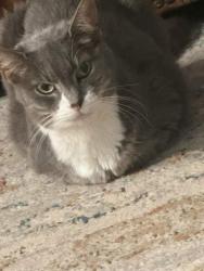 Lost Female Cat last seen O’Neill Street in Clayton, Clayton, NC 27520