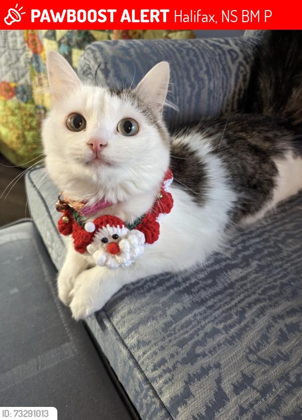 Lost Female Cat last seen Radcliffe Drive, Halifax, NS B3M 4P1