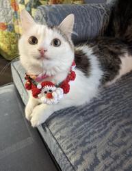 Lost Female Cat last seen Radcliffe Drive, Halifax, NS B3M 4P1