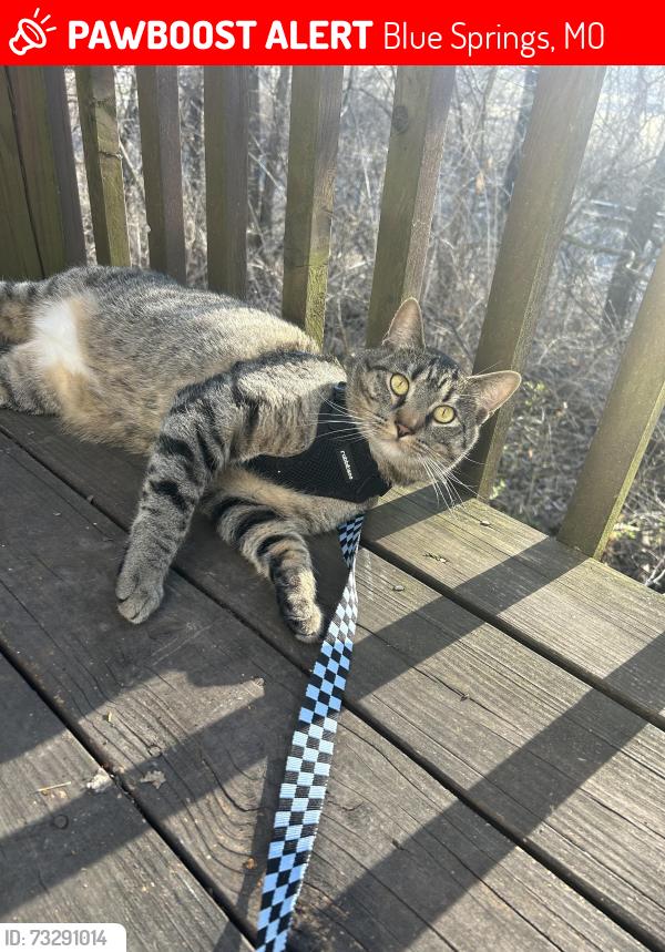 Lost Male Cat last seen Pennington and Valley View, Blue Springs, MO 64015