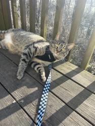 Lost Male Cat last seen Pennington and Valley View, Blue Springs, MO 64015