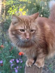 Lost Male Cat last seen Bentwinds, Fuquay-Varina, NC 27526