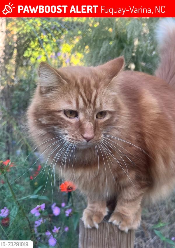 Lost Male Cat last seen Bentwinds, Fuquay-Varina, NC 27526