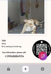 Lost Male Dog last seen Arlington expressway, Jacksonville, FL 32211