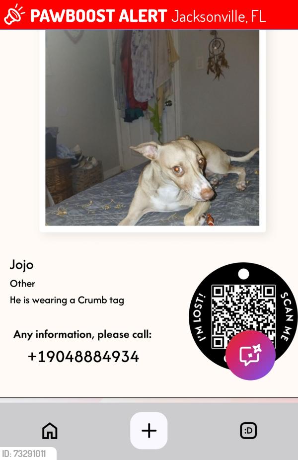 Lost Male Dog last seen Arlington expressway, Jacksonville, FL 32211