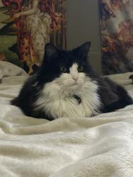 Reunited Female Cat last seen Rainbow crescent, Sherwood Park, AB T8A 5W2