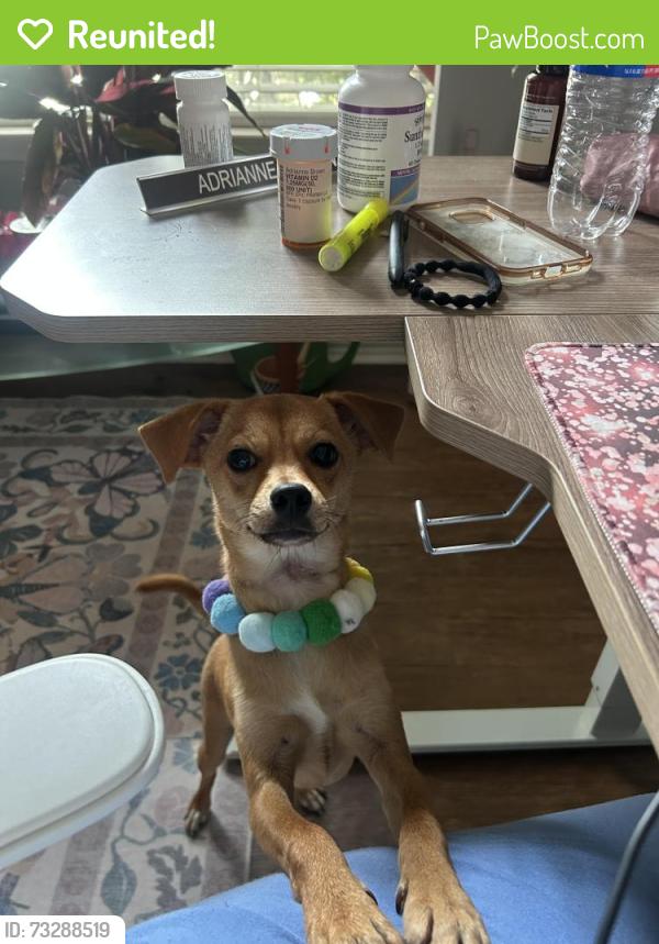 Reunited Male Dog last seen Liberty Village, San Antonio, TX 78227