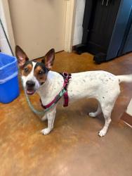 Shelter Stray Unknown Dog last seen Gardner Road, AUSTIN, TX, 78721, 7201 Levander Loop bldg a, Austin, TX 78702, USA
