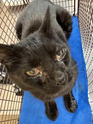 Shelter Stray Male Cat last seen Near N Argonne Road, SPOKANE, WA, 99212, 6815 E Trent Ave, Spokane, WA 99212, USA