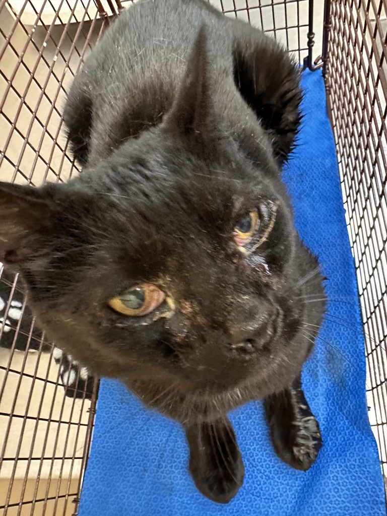 Shelter Stray Male Cat last seen Near N Argonne Road, SPOKANE, WA, 99212, 6815 E Trent Ave, Spokane, WA 99212, USA