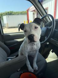 Found/Stray Female Dog last seen 91st and Elm, Broken Arrow, OK 74012