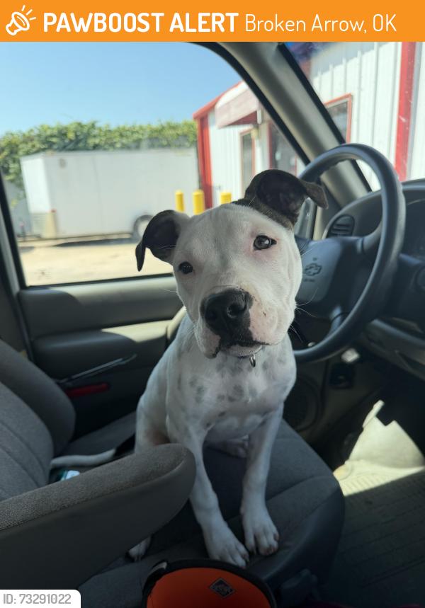 Found/Stray Female Dog last seen 91st and Elm, Broken Arrow, OK 74012