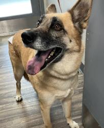 Shelter Stray Female Dog last seen Near Mira Mesa Boulevard, San Diego, CA, 92126, 5500 Gaines St, San Diego, CA 92110, USA