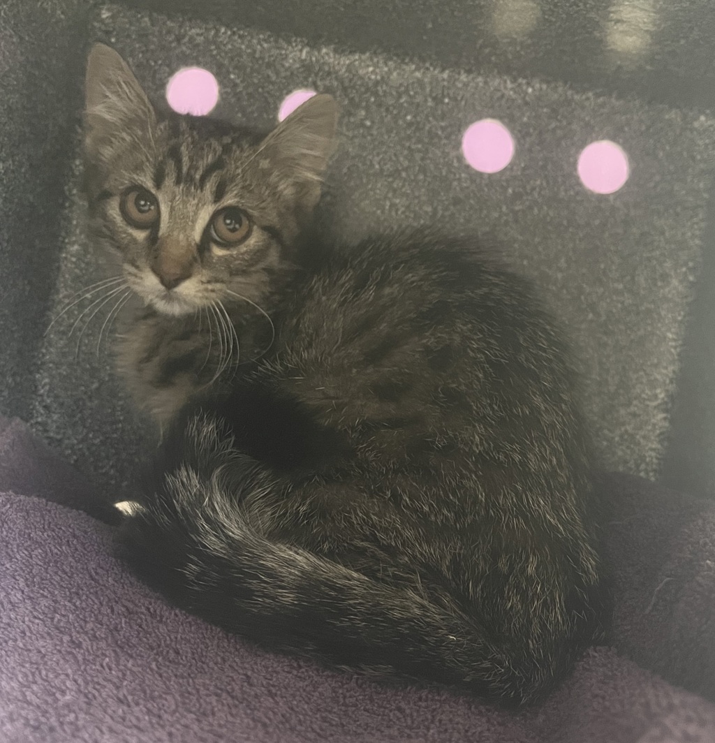 Shelter Stray Male Cat last seen Near W Terminal Drive, SALT LAKE CITY, UT, 84122, 511 W 3900 S, Salt Lake City, UT 84123, USA